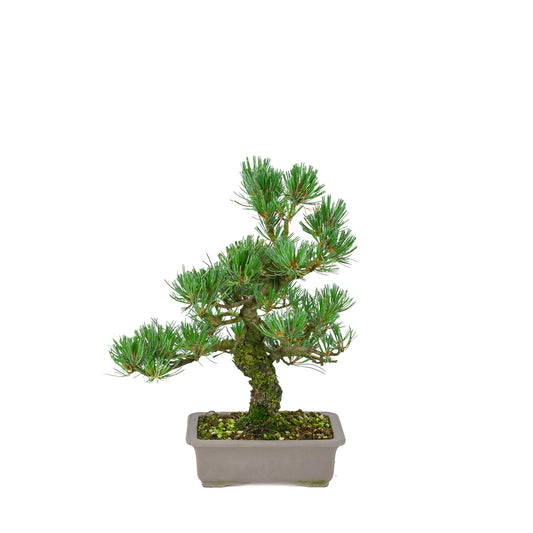 Pinus parviflora (witte den), hoogte ~32 cm