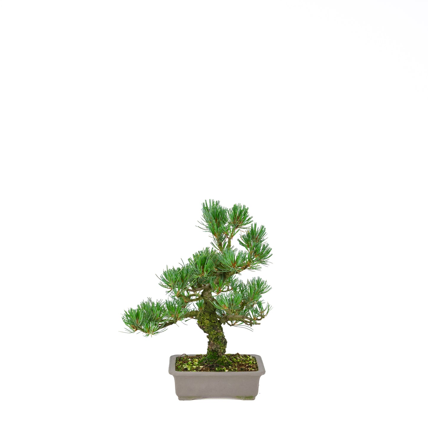 Pinus parviflora (witte den), hoogte ~32 cm