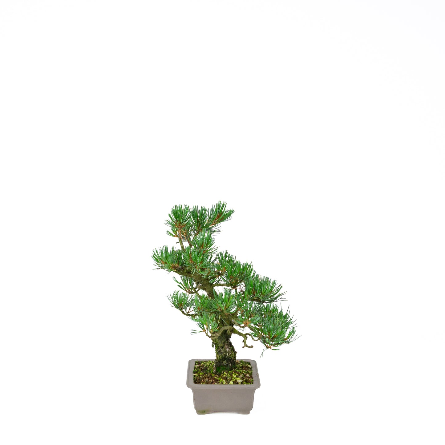 Pinus parviflora (witte den), hoogte ~32 cm