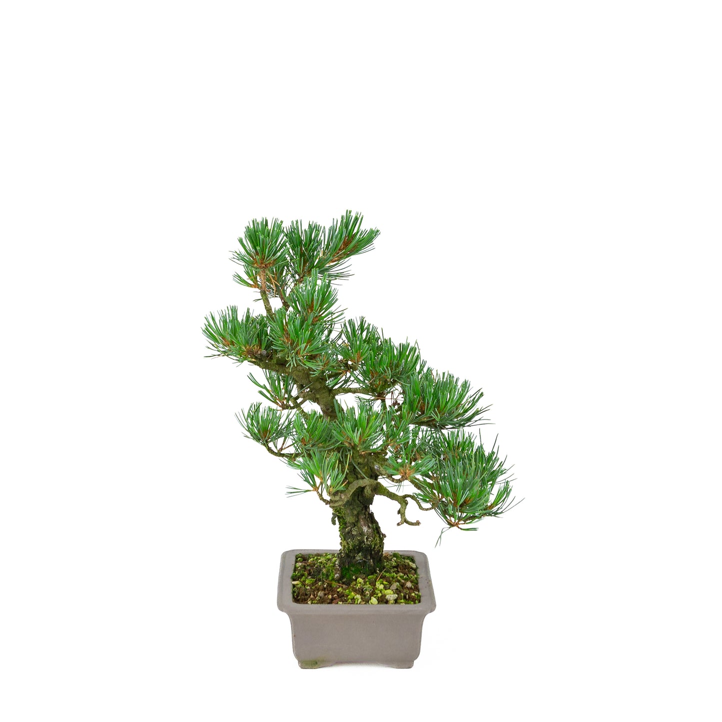 Pinus parviflora (witte den), hoogte ~32 cm