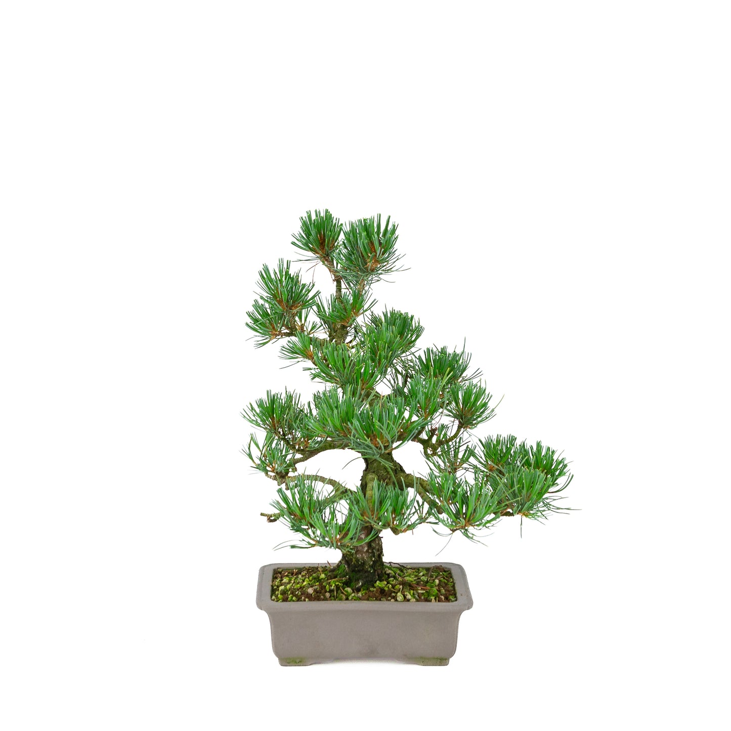 Pinus parviflora (witte den), hoogte ~32 cm