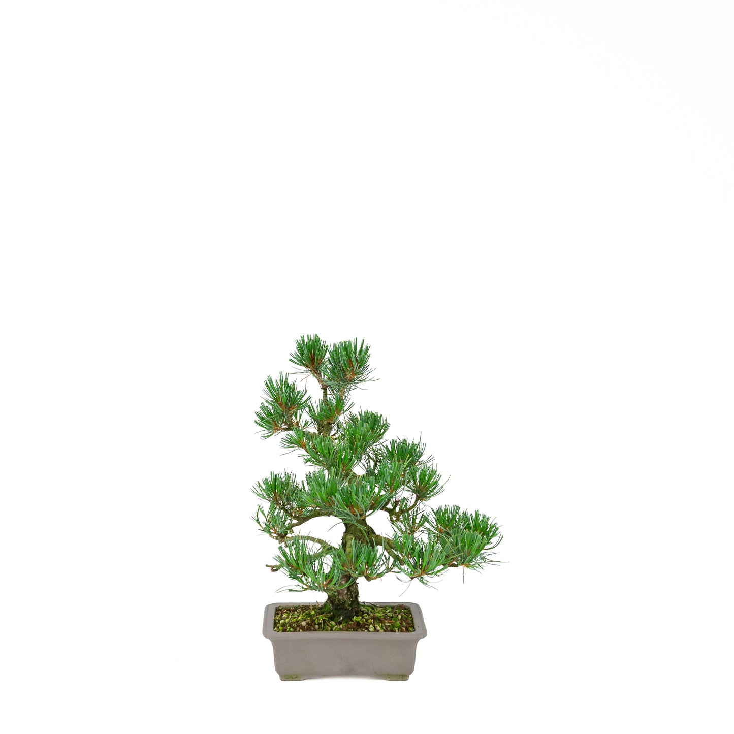 Pinus parviflora (witte den), hoogte ~32 cm