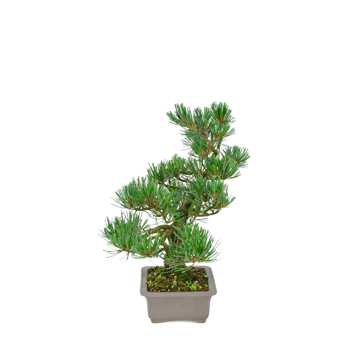 Pinus parviflora (witte den), hoogte ~32 cm