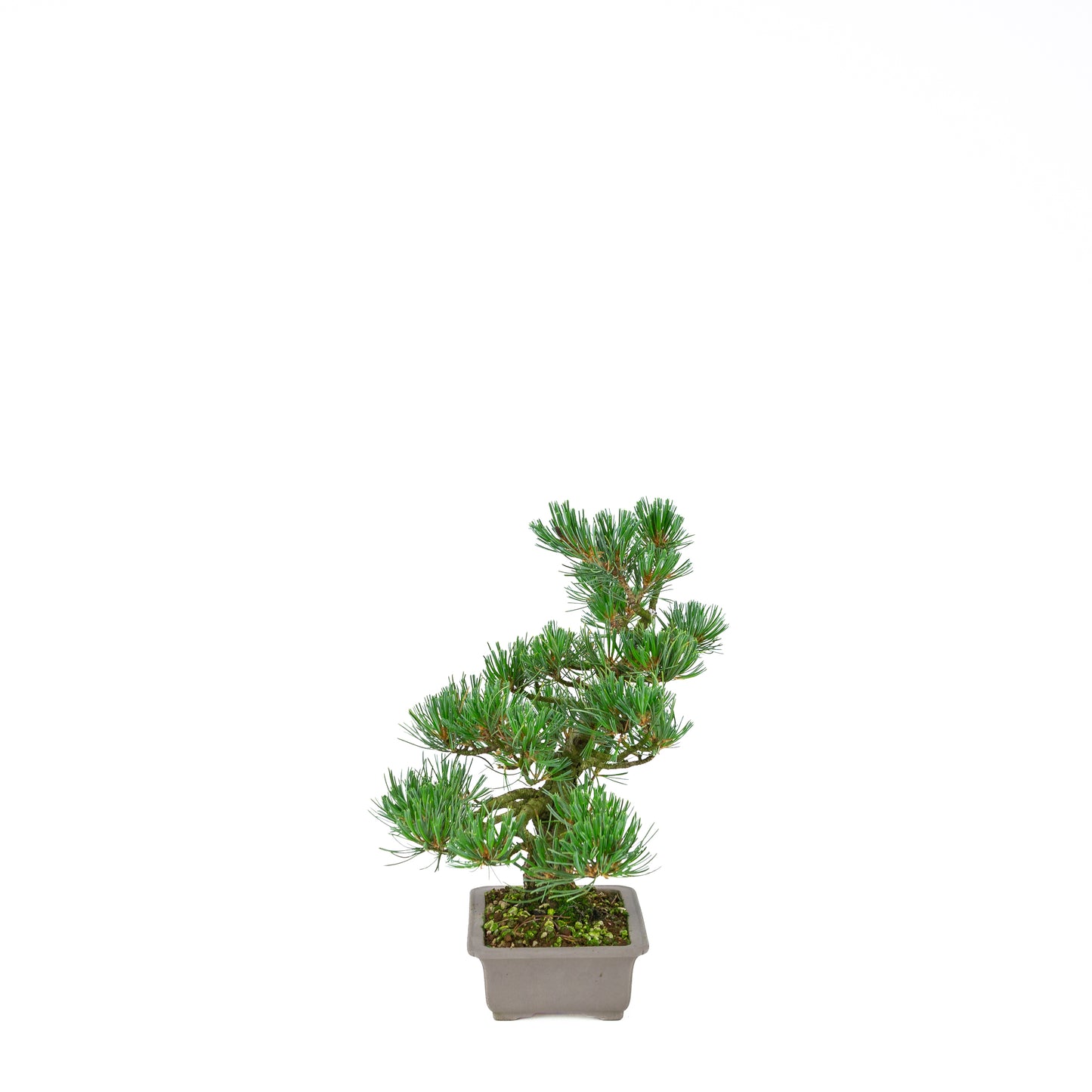 Pinus parviflora (witte den), hoogte ~32 cm