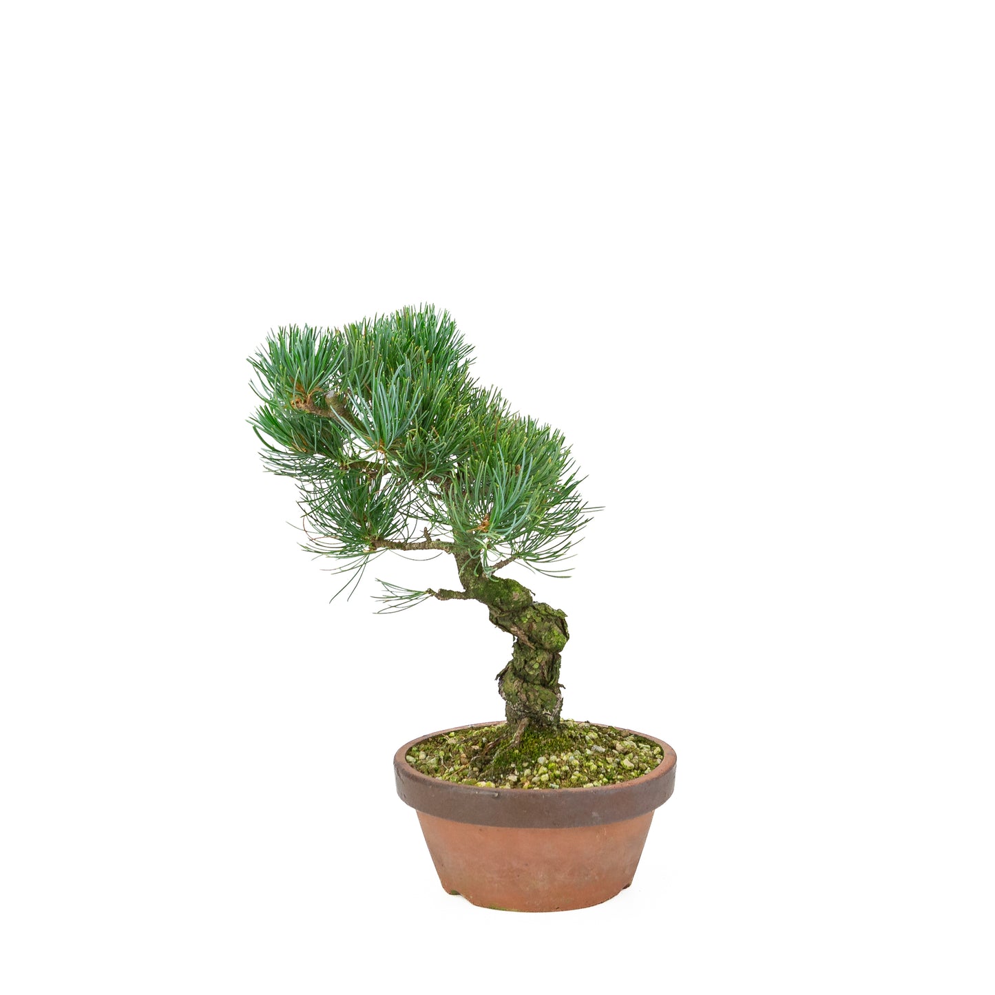 Pinus parviflora (witte den), hoogte ~30 cm