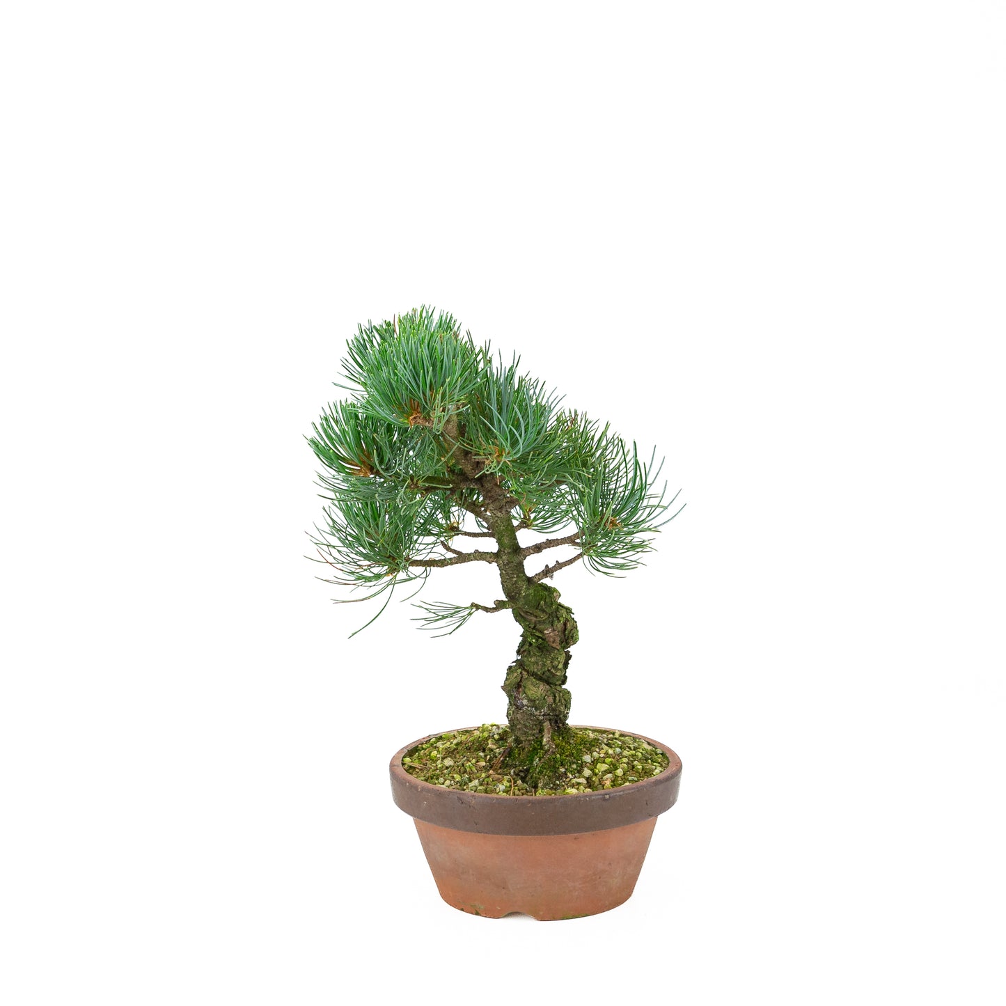 Pinus parviflora (witte den), hoogte ~30 cm