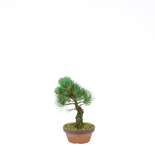 Pinus parviflora (witte den), hoogte ~30 cm