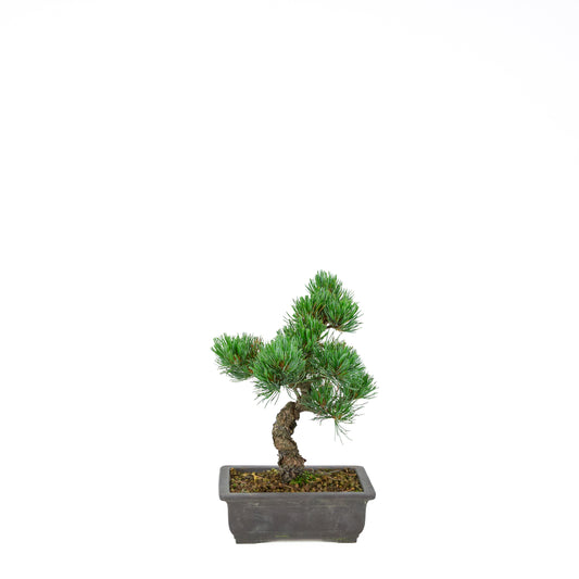 Pinus parviflora (witte den), hoogte ~32 cm