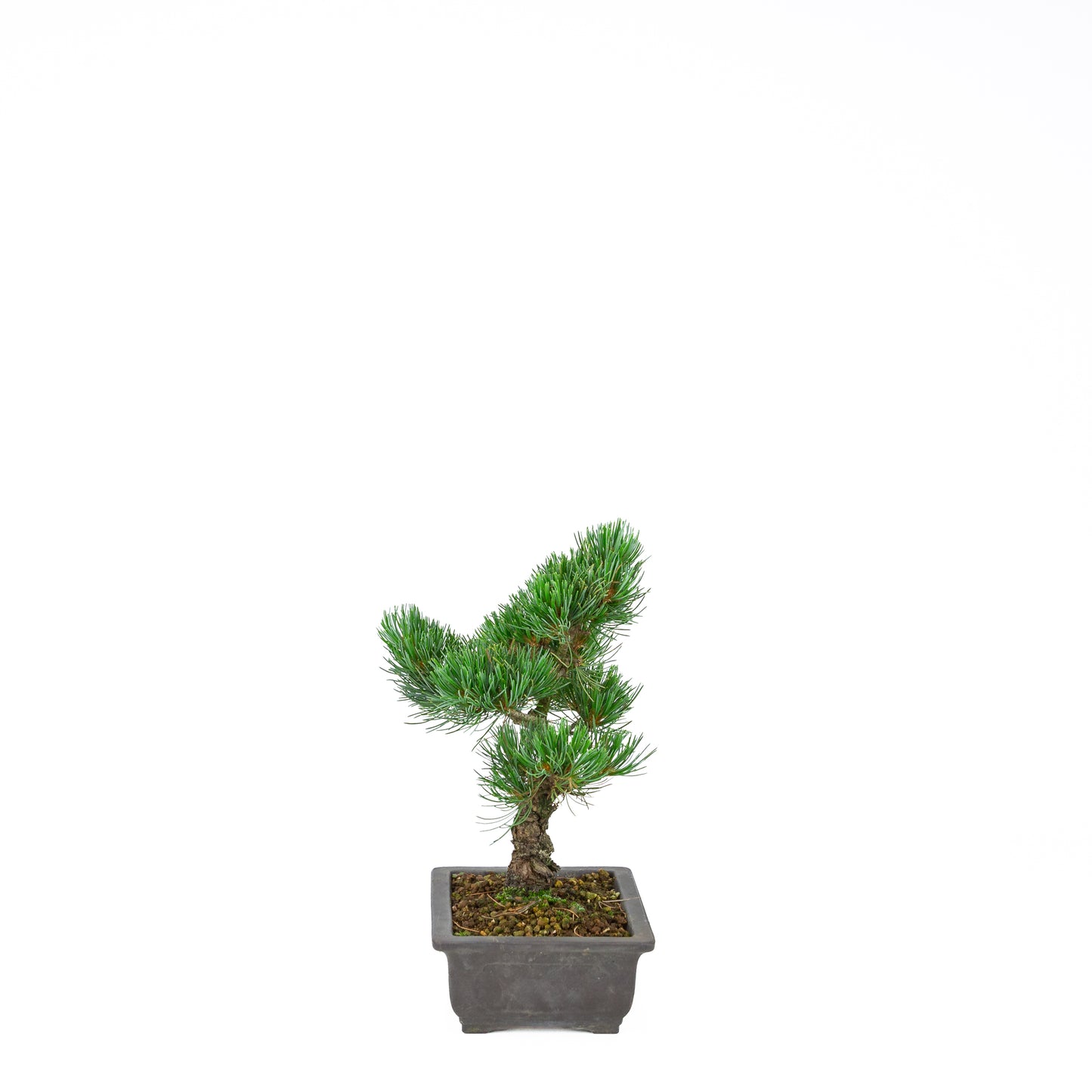 Pinus parviflora (witte den), hoogte ~32 cm