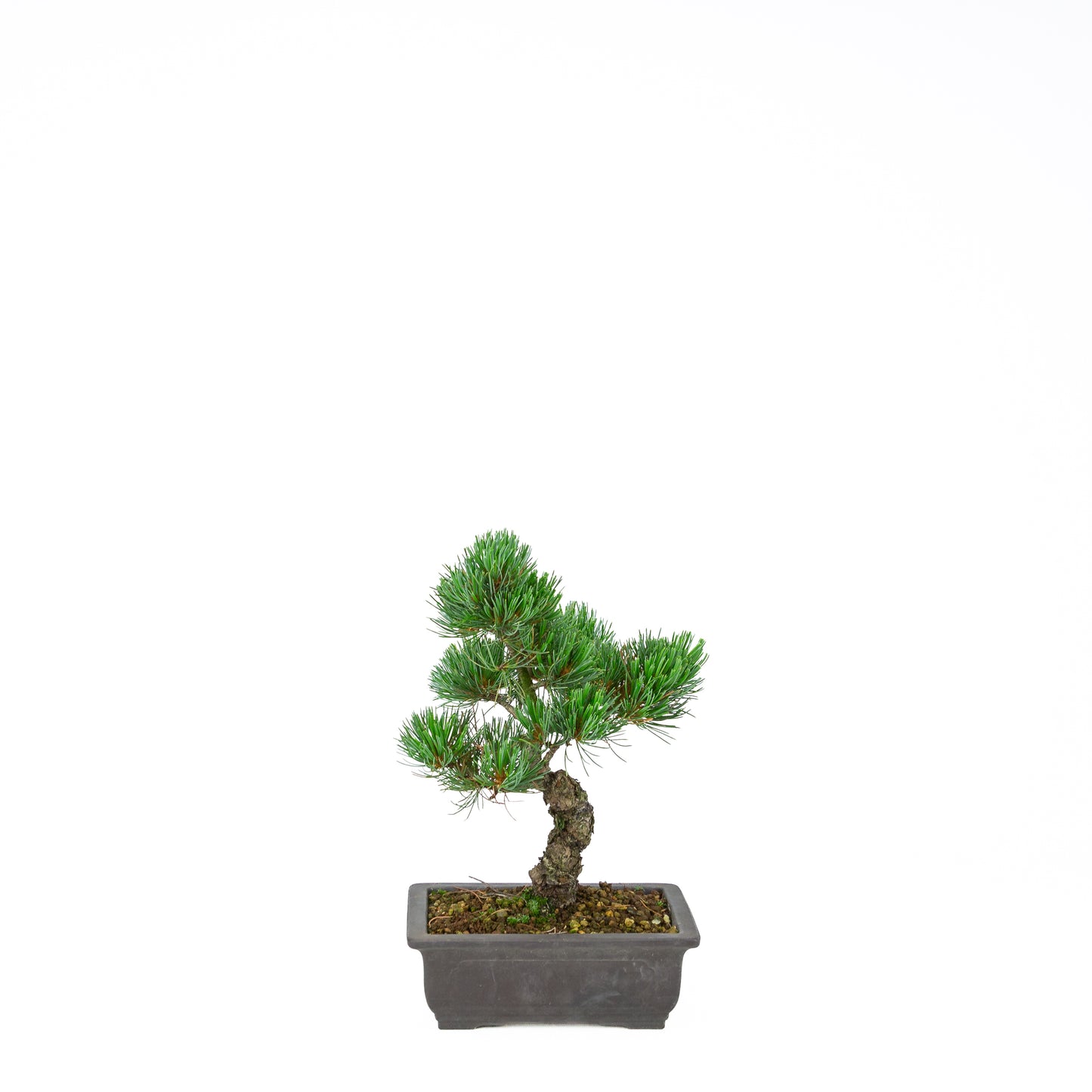 Pinus parviflora (witte den), hoogte ~32 cm
