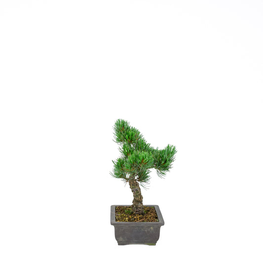 Pinus parviflora (witte den), hoogte ~32 cm
