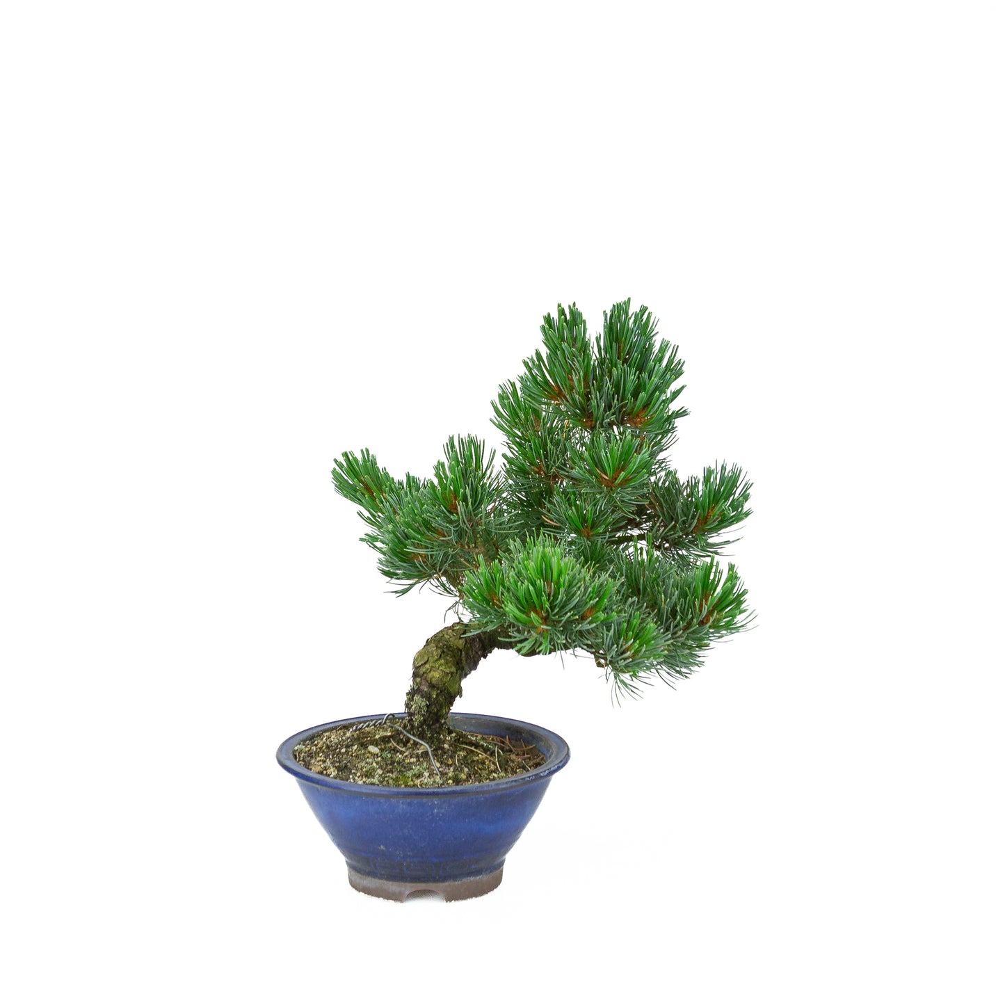 Pinus parviflora (witte den), hoogte ~31 cm