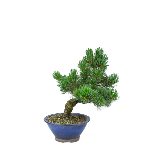 Pinus parviflora (witte den), hoogte ~31 cm