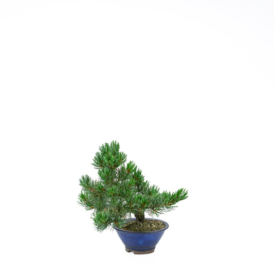 Pinus parviflora (witte den), hoogte ~31 cm