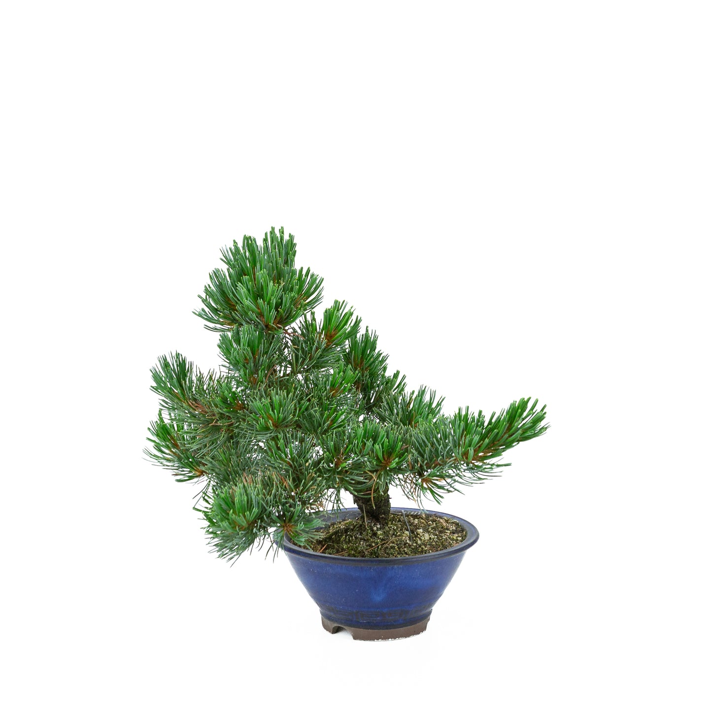 Pinus parviflora (witte den), hoogte ~31 cm