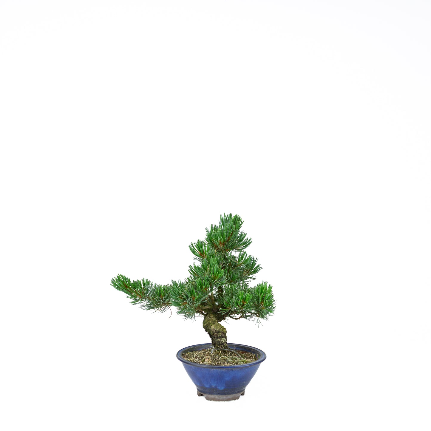 Pinus parviflora (witte den), hoogte ~31 cm