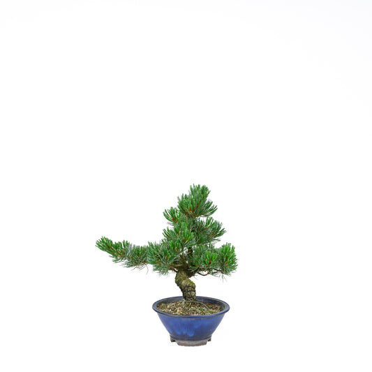 Pinus parviflora (witte den), hoogte ~31 cm