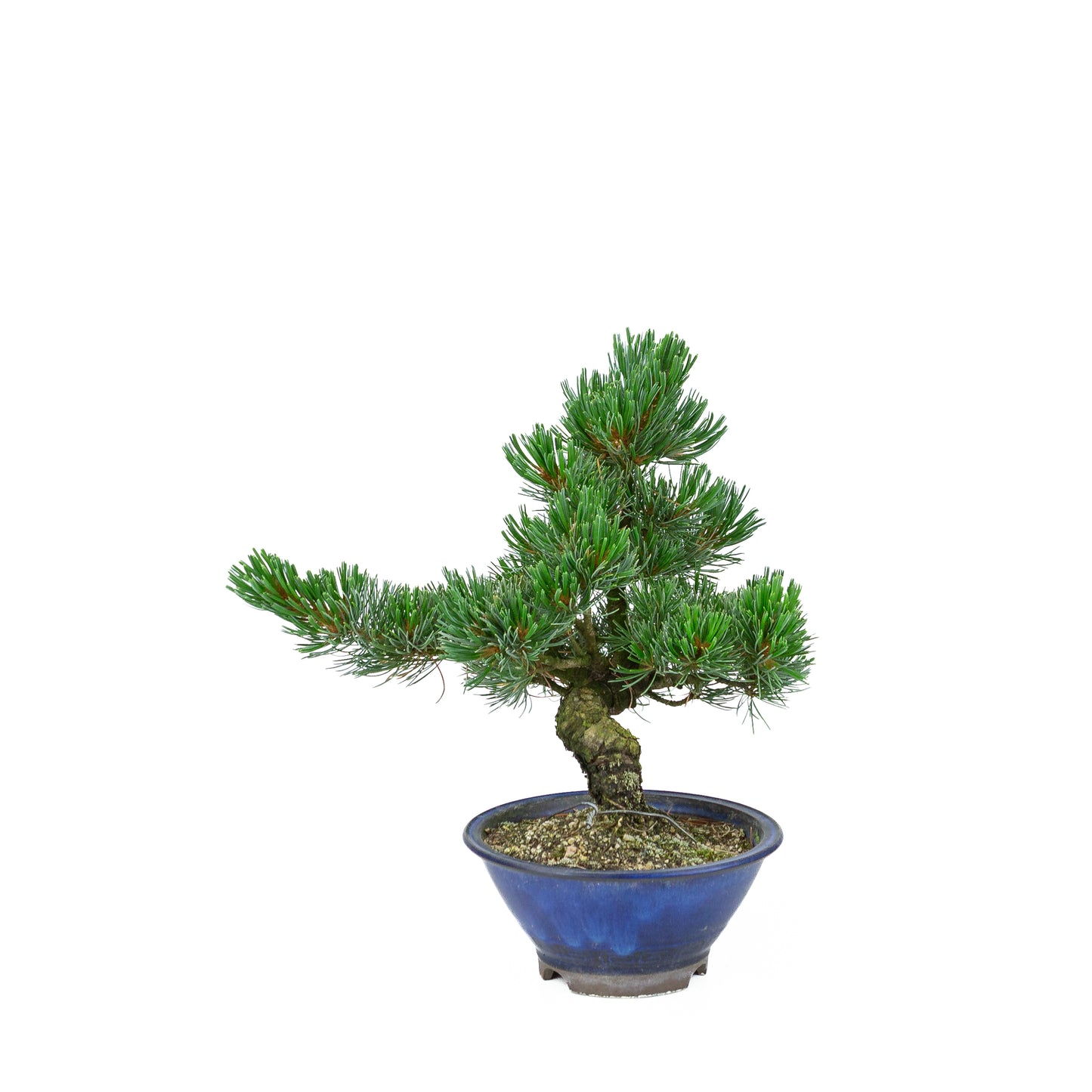 Pinus parviflora (witte den), hoogte ~31 cm