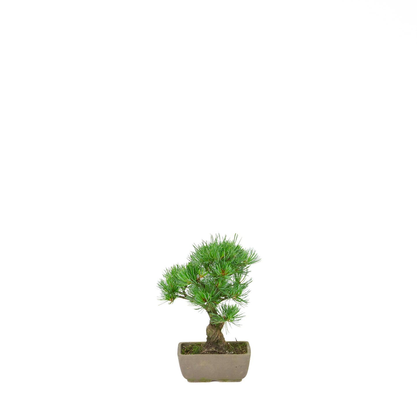 Pinus parviflora (witte den), hoogte ~24 cm