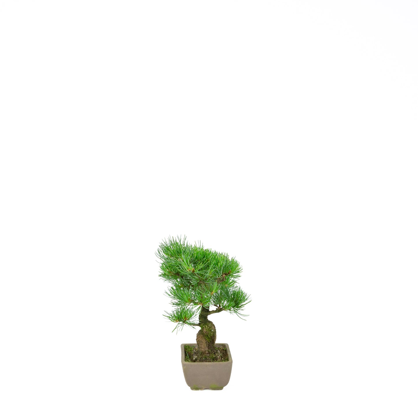 Pinus parviflora (witte den), hoogte ~24 cm