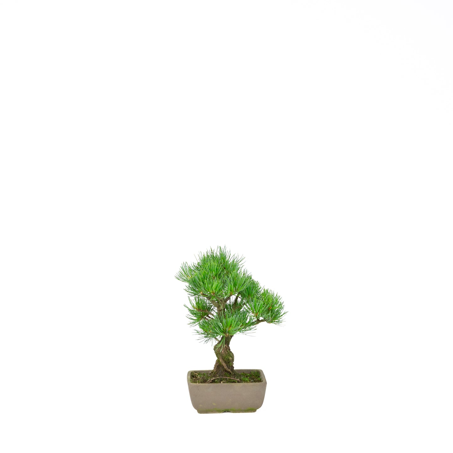 Pinus parviflora (witte den), hoogte ~24 cm