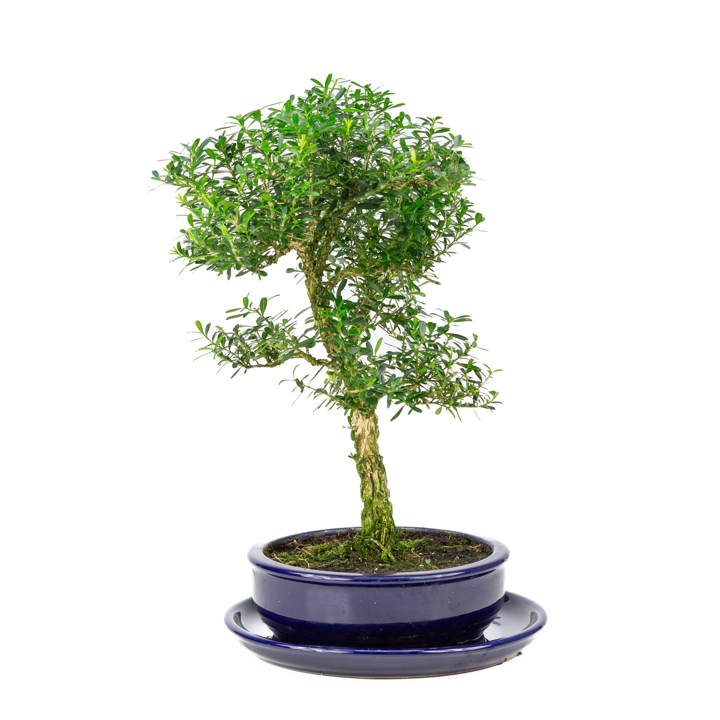 Buxus harlandii Bonsai in blauwe pot 19cm, hoogte ~41cm
