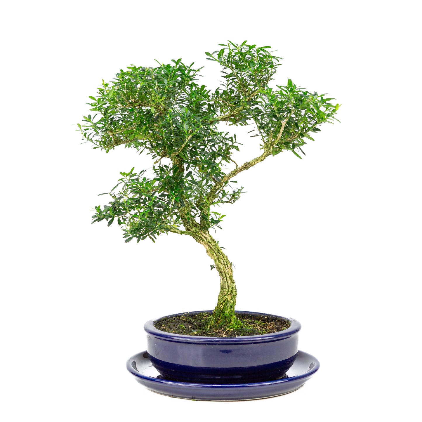 Buxus harlandii Bonsai in blauwe pot 19cm, hoogte ~41cm