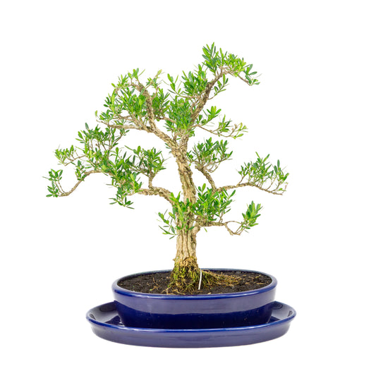 Buxus harlandii Bonsai in blauwe pot 21cm, hoogte ~36cm