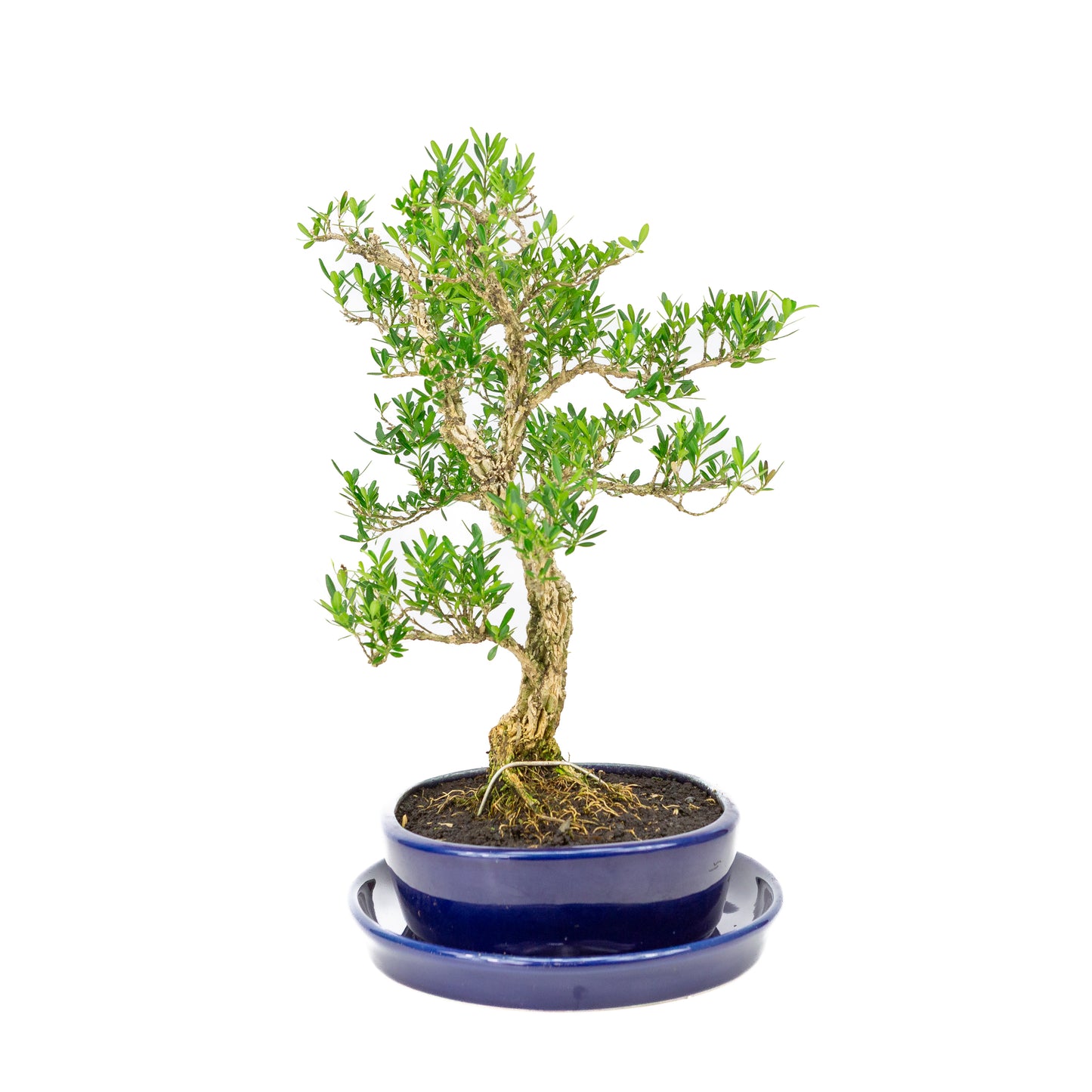 Buxus harlandii Bonsai in blauwe pot 21cm, hoogte ~36cm