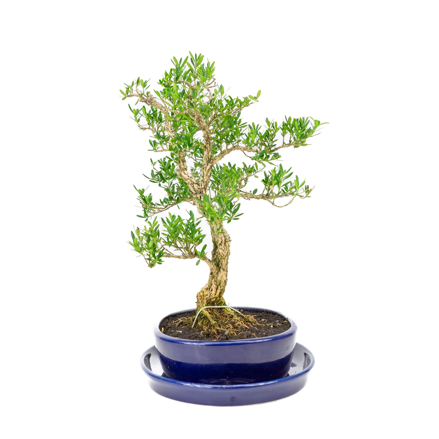 Buxus harlandii Bonsai in blauwe pot 21cm, hoogte ~36cm