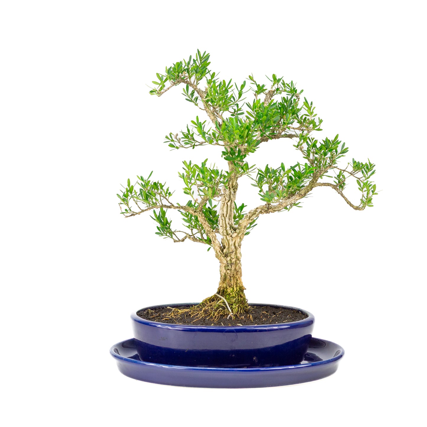 Buxus harlandii Bonsai in blauwe pot 21cm, hoogte ~36cm