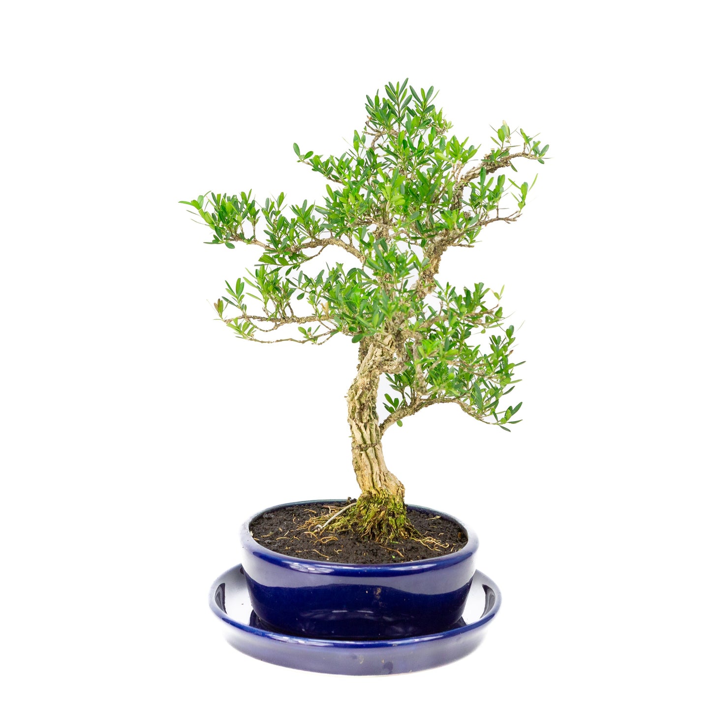 Buxus harlandii Bonsai in blauwe pot 21cm, hoogte ~36cm