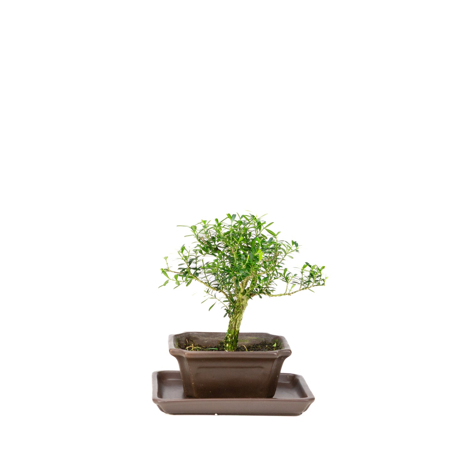 Buxus harlandii Bonsai in blauwe pot 13cm, hoogte ~21cm
