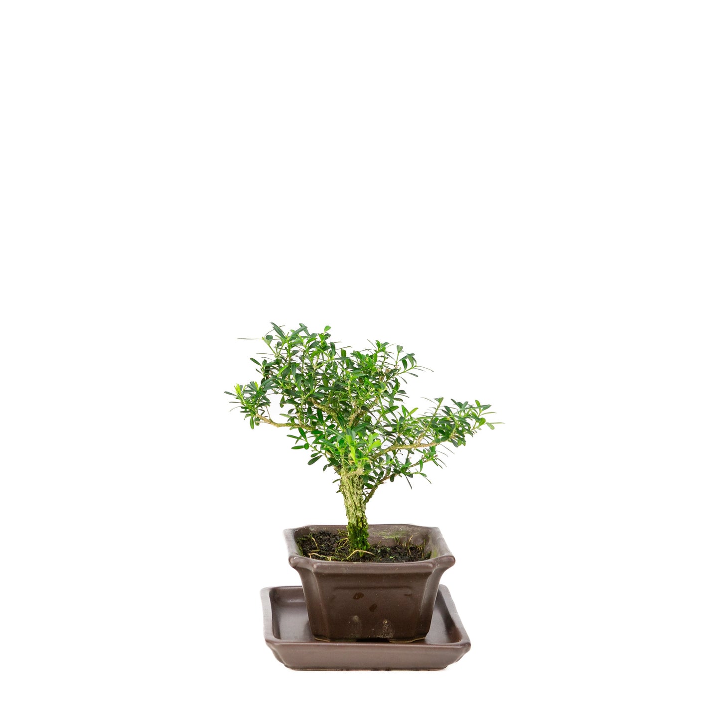 Buxus harlandii Bonsai in blauwe pot 13cm, hoogte ~21cm