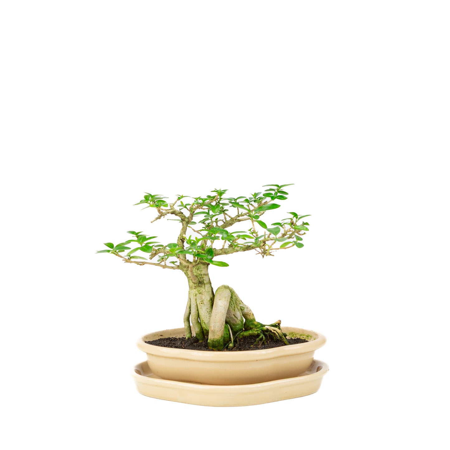 Premna Bonsai in creme pot 22cm, hoogte ~22cm