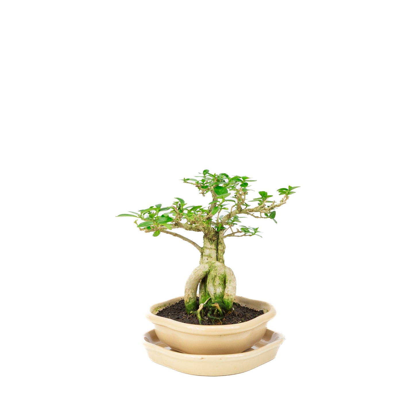 Premna Bonsai in creme pot, hoogte ~22cm