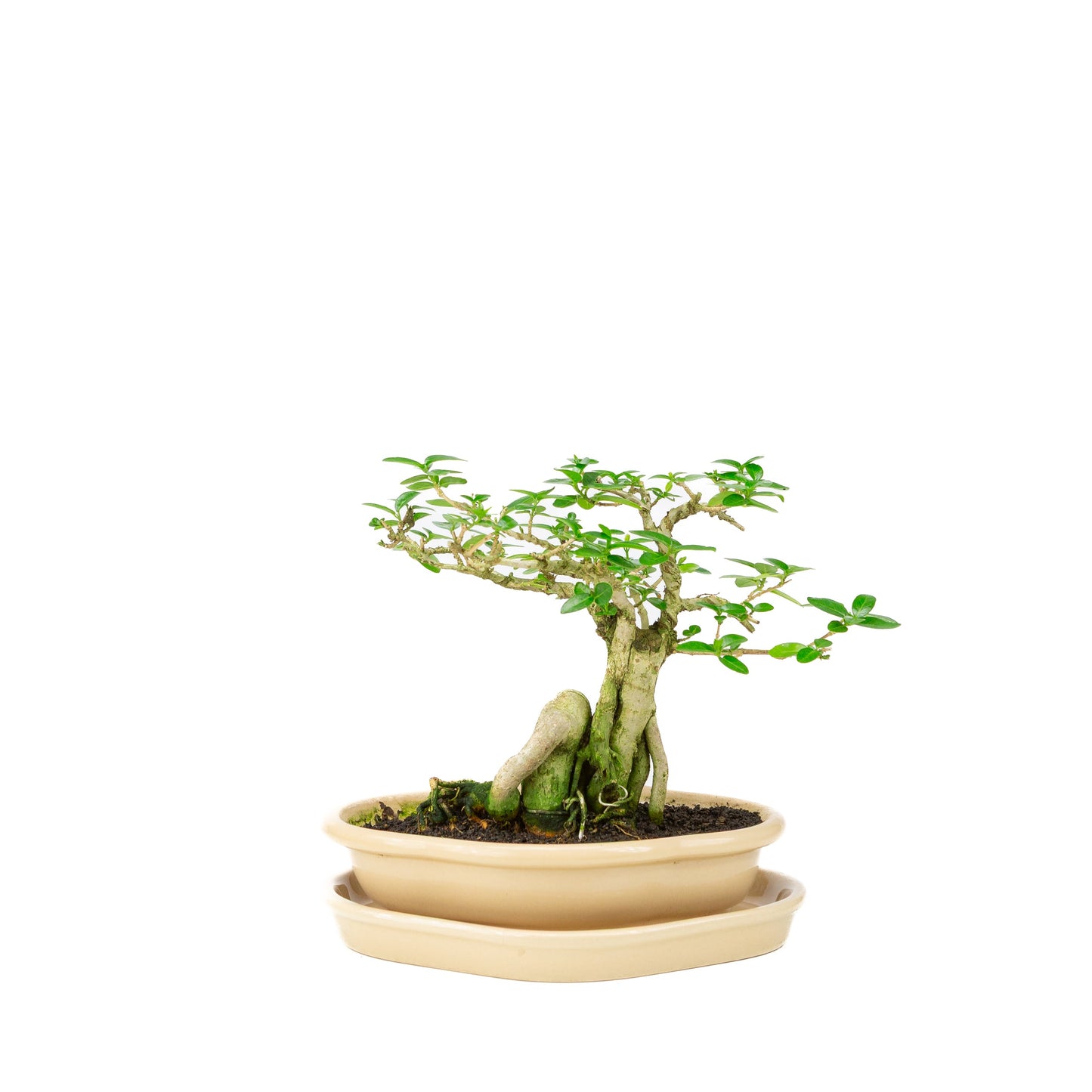Premna Bonsai in creme pot, hoogte ~22cm