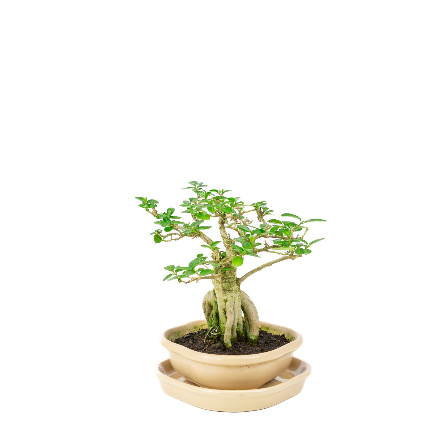 Premna Bonsai in creme pot, hoogte ~22cm