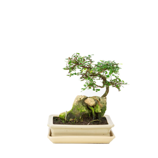 Zelkova Bonsai met steen in creme pot 21cm, hoogte ~26cm