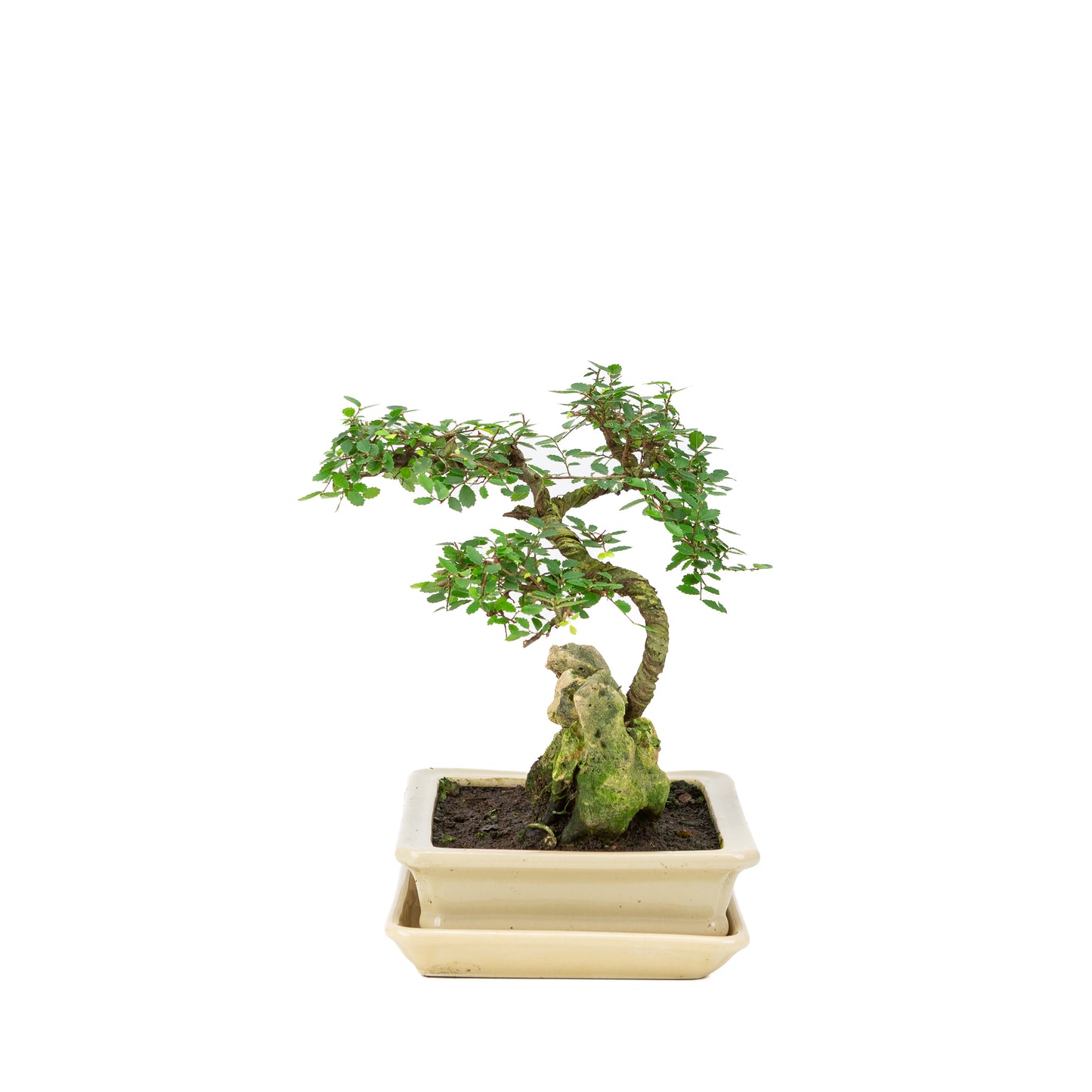 Zelkova Bonsai met steen in creme pot 21cm, hoogte ~26cm