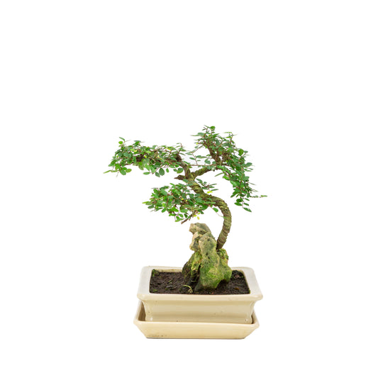 Zelkova Bonsai met steen in creme pot 21cm, hoogte ~26cm