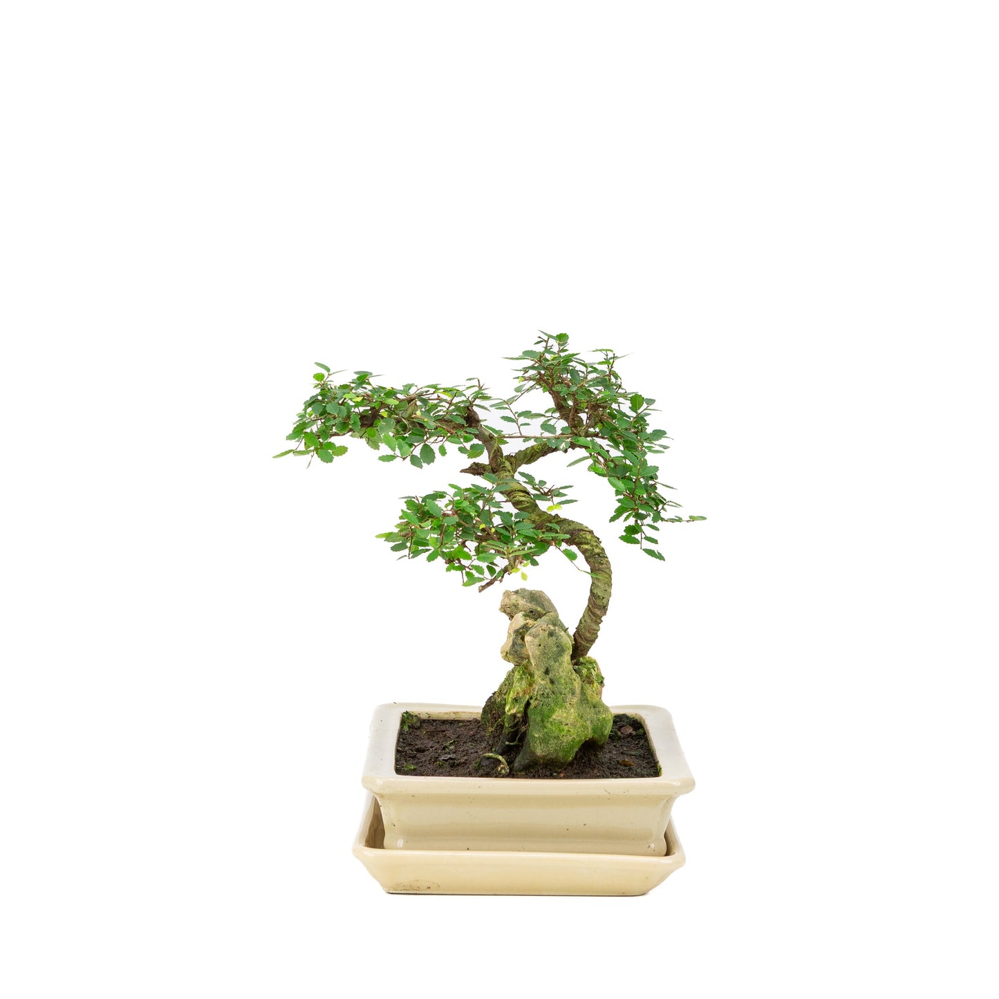 Zelkova Bonsai met steen in creme pot 21cm, hoogte ~26cm