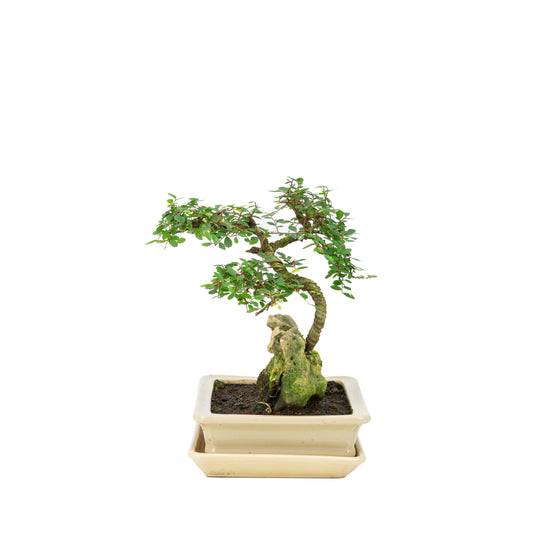 Zelkova Bonsai met steen in creme pot 21cm, hoogte ~26cm