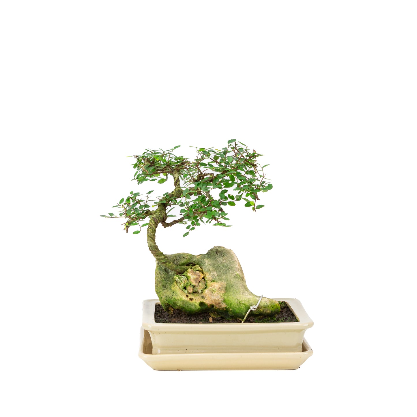 Zelkova Bonsai met steen in creme pot 21cm, hoogte ~26cm