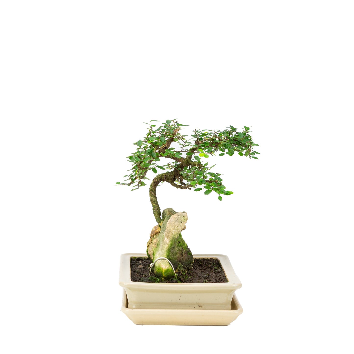 Zelkova Bonsai met steen in creme pot 21cm, hoogte ~26cm