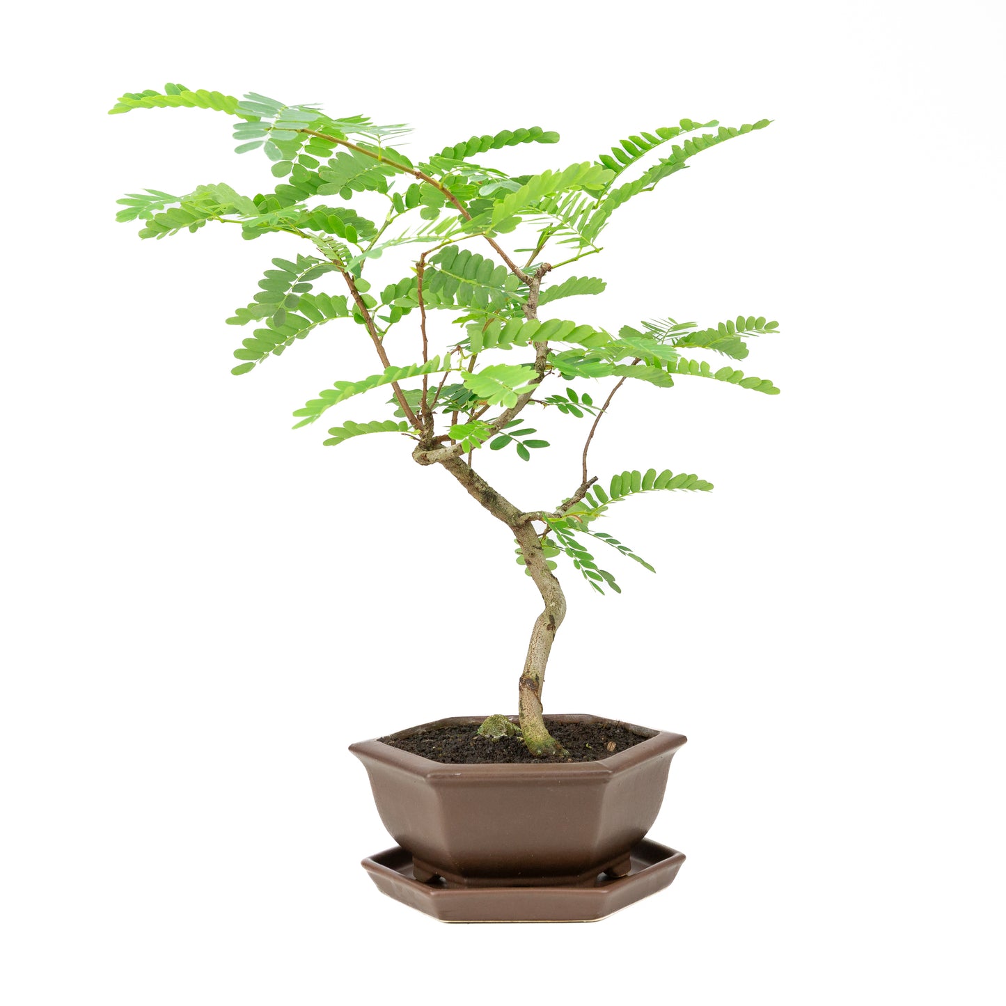 Phyllanthus buxifolius Bonsai in bruine pot 22cm, hoogte ~51cm