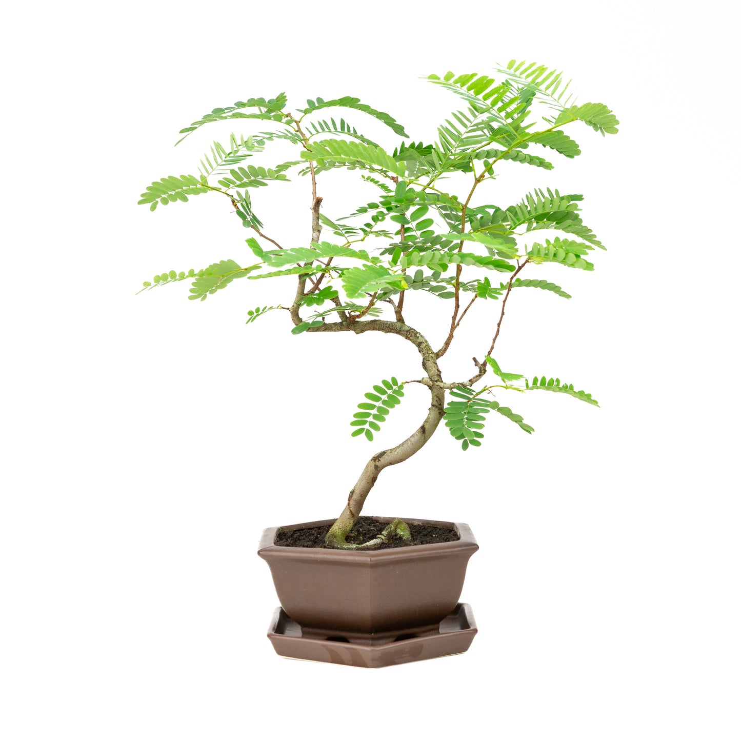 Phyllanthus buxifolius Bonsai in bruine pot 22cm, hoogte ~51cm