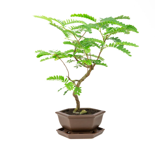 Phyllanthus buxifolius Bonsai in bruine pot 22cm, hoogte ~51cm