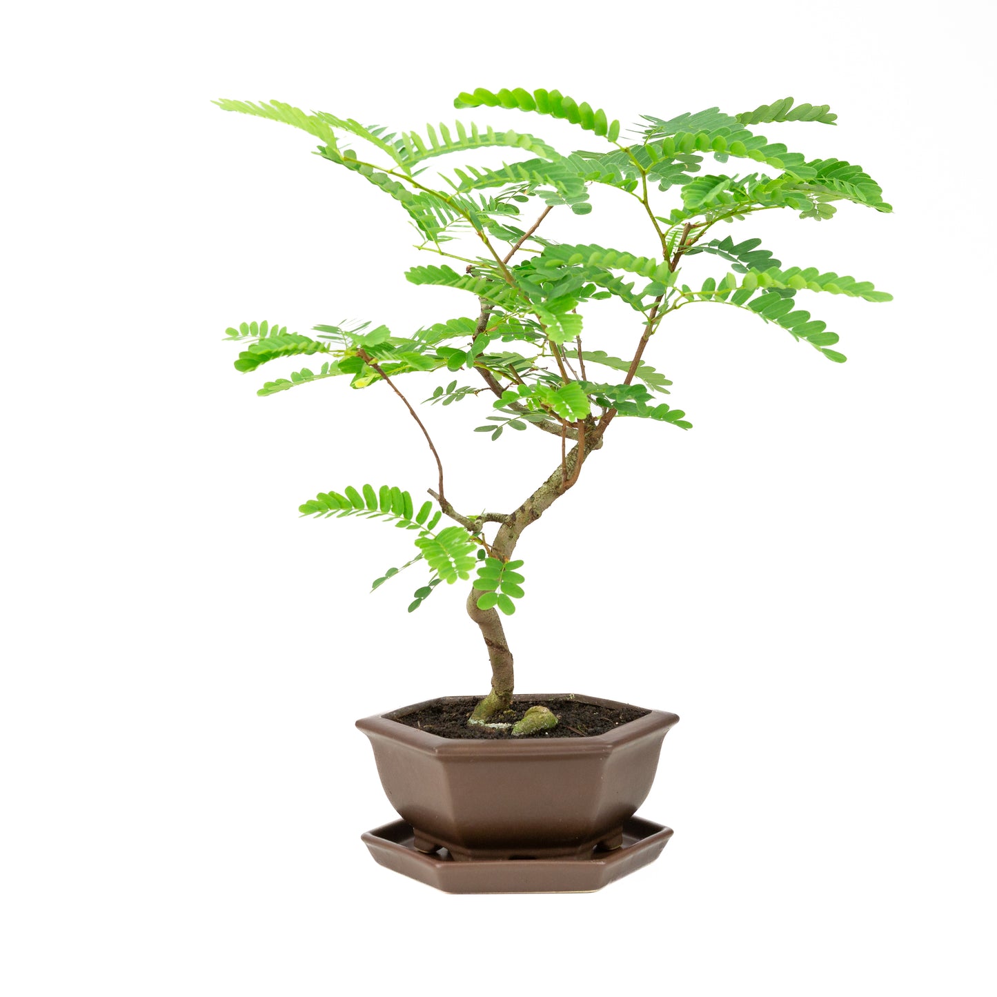 Phyllanthus buxifolius Bonsai in bruine pot 22cm, hoogte ~51cm