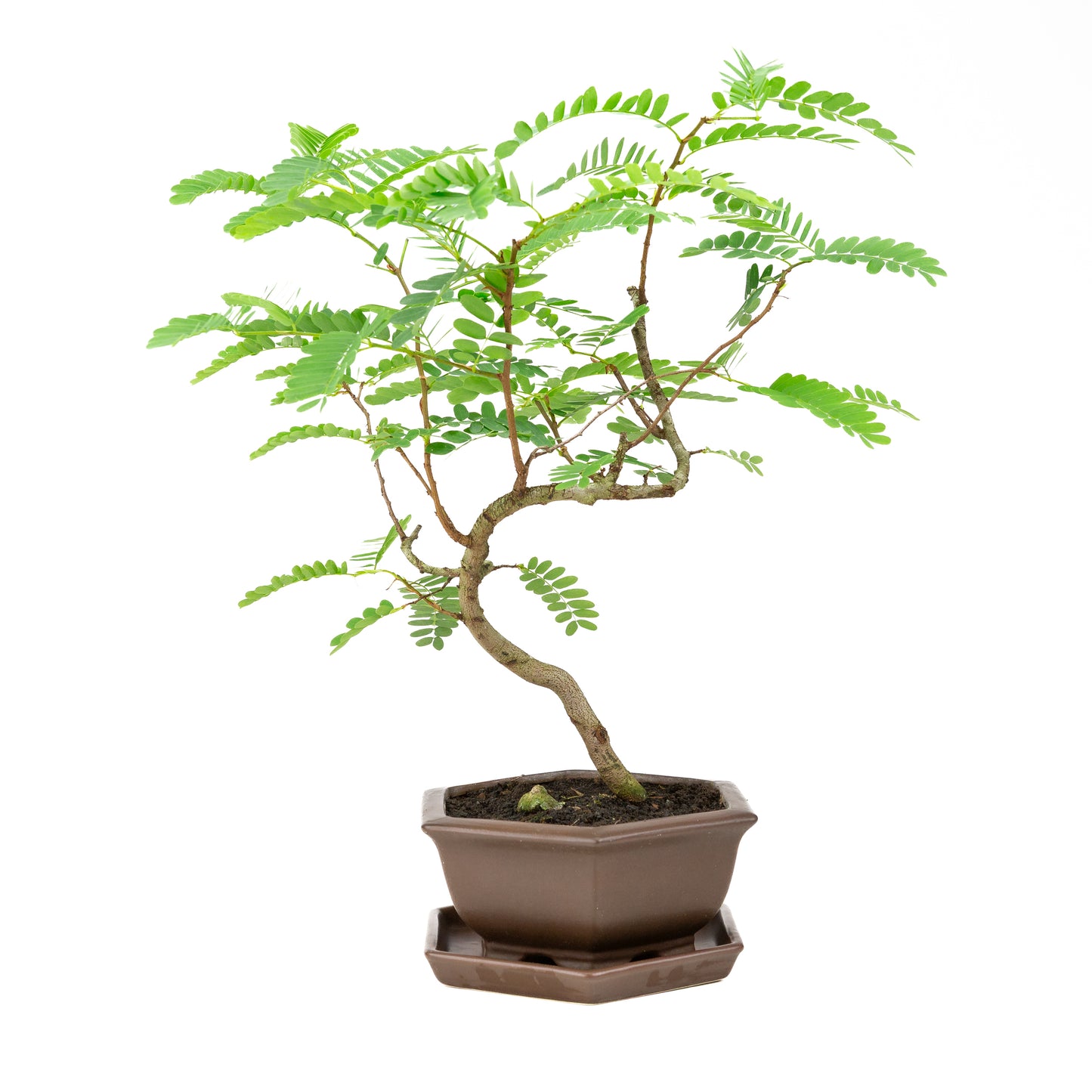 Phyllanthus buxifolius Bonsai in bruine pot 22cm, hoogte ~51cm